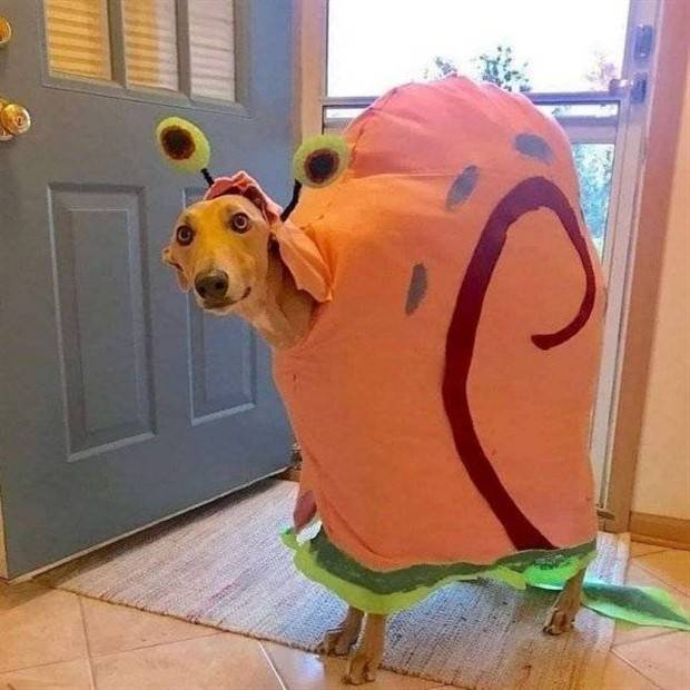 Get Ready for Funny Animals #296 (43 photos)