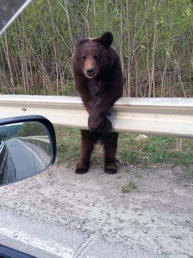 Get Ready for Funny Animals #296 (43 photos)