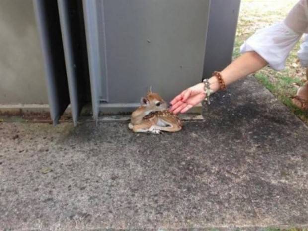 Get Ready for Funny Animals #296 (43 photos)