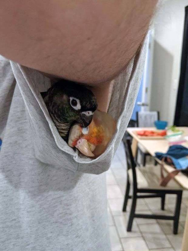 Get Ready for Funny Animals #296 (43 photos)