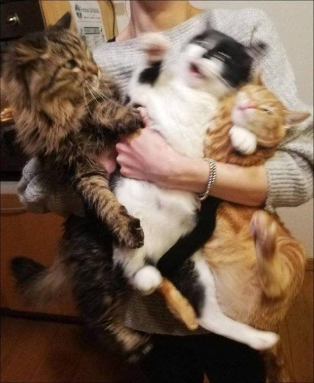 Get Ready for Funny Animals #296 (43 photos)