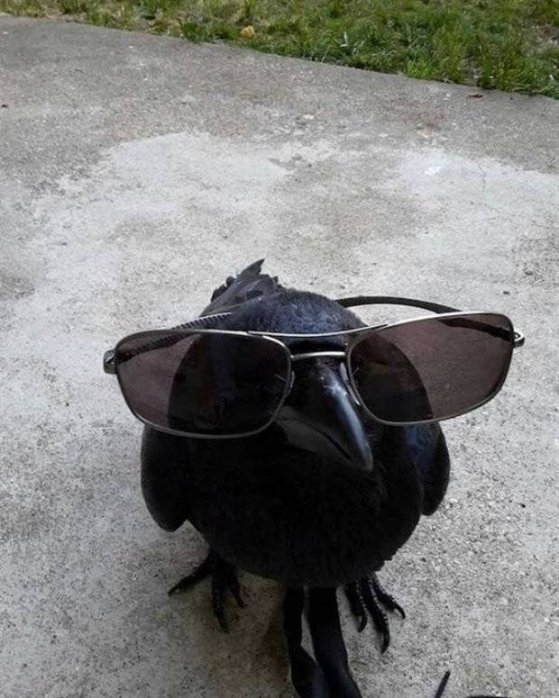 Get Ready for Funny Animals #296 (43 photos)