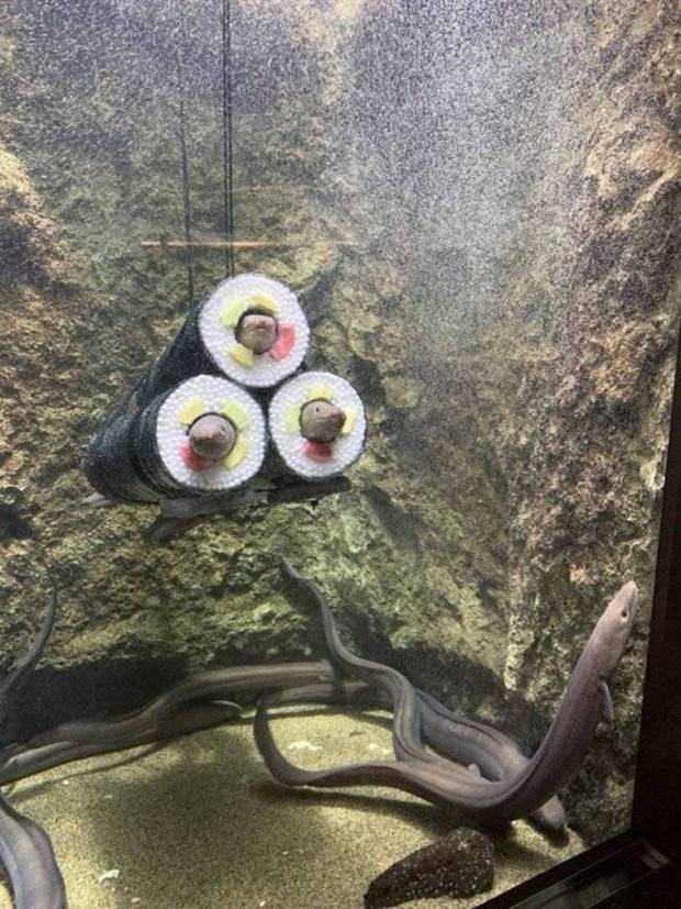 Get Ready for Funny Animals #296 (43 photos)