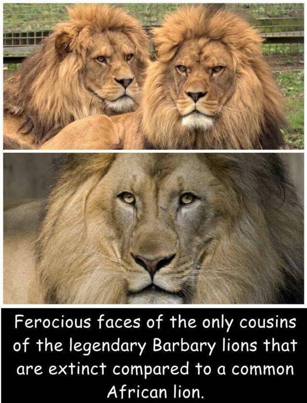 Interesting Pictures With Captions #64 (43 photos)