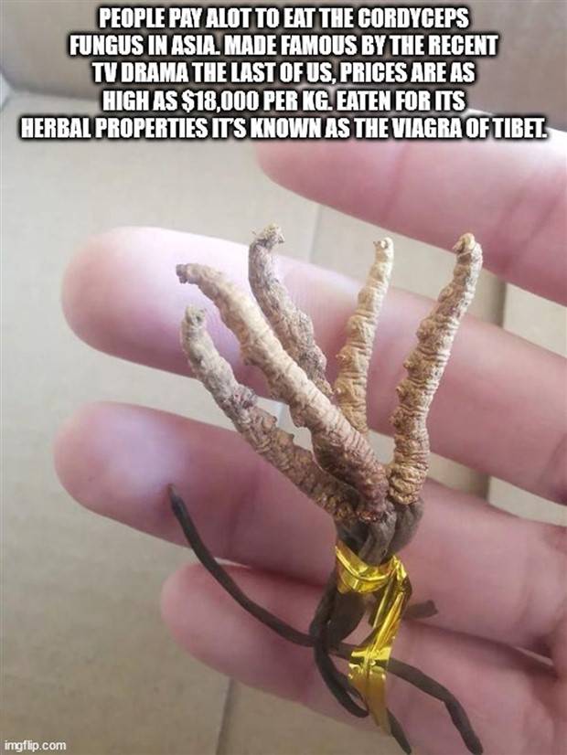 interesting trivia facts 14 It’s Time for Some Cool and Interesting Facts #339 (39 photos)