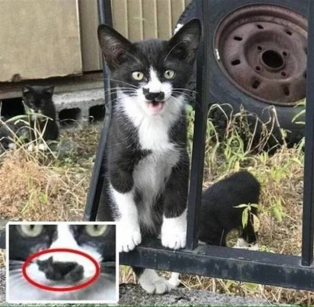 Klyker Picdump #1264 (54 photos)