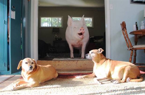 Klyker Picdump #1259 (54 photos)