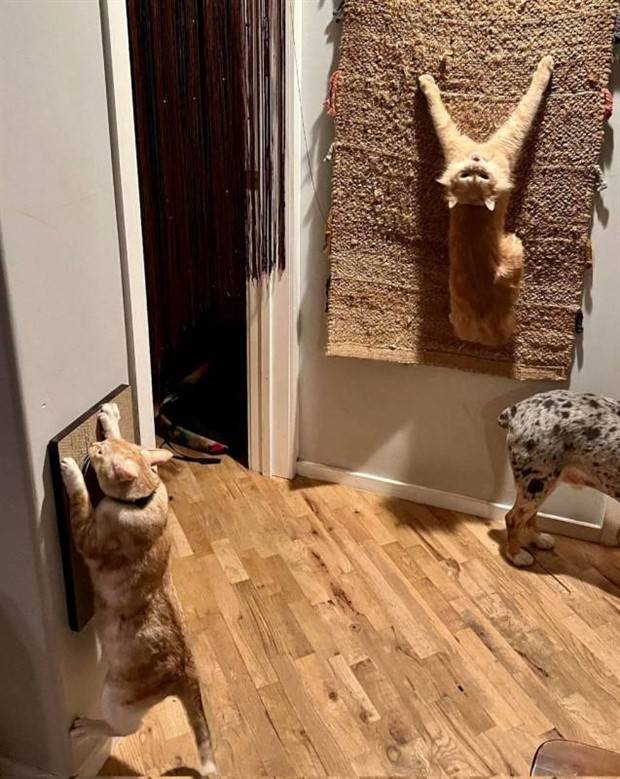 Klyker Picdump #1259 (54 photos)