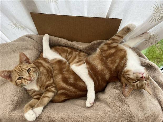 klyker picdump 8 8 2023 52 Klyker Picdump #1262 (52 photos)