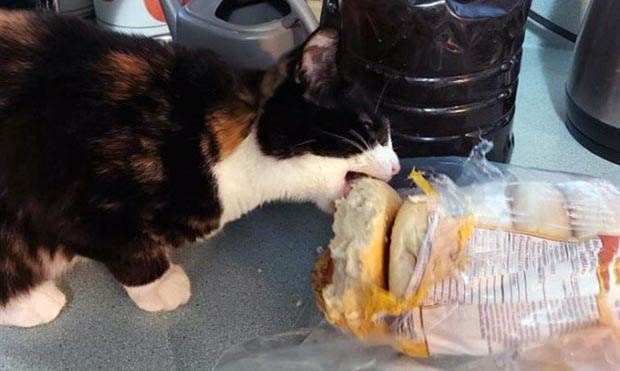 Mischievous Pets Caught Red-Handed Stealing Food (35 photos)