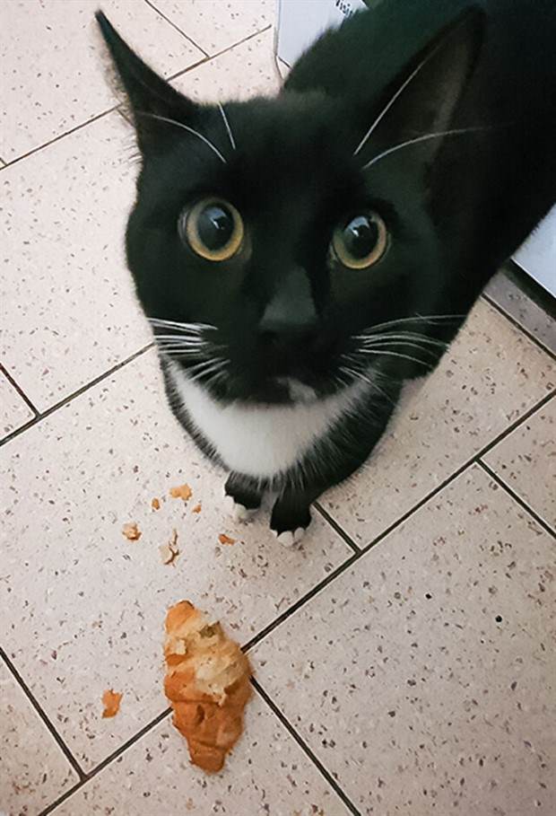 pets stealing food 26 Mischievous Pets Caught Red Handed Stealing Food (35 photos)