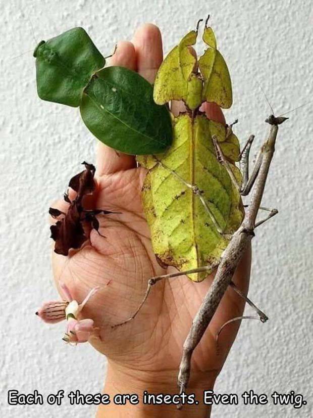 Interesting Pictures With Captions #65 (44 photos)