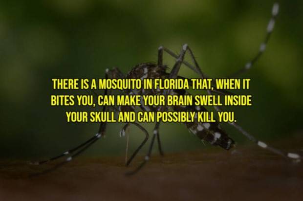 Creepy Facts are Back #10 (37 photos)