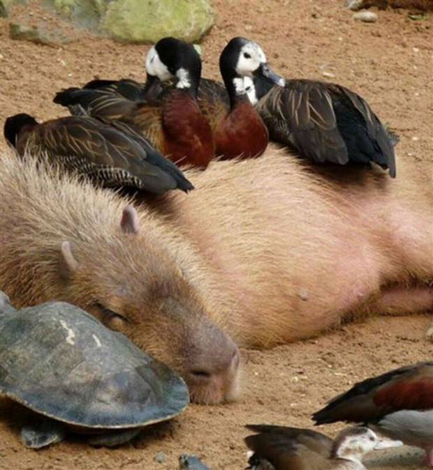 Get Ready for Funny Animals #297 (37 photos)