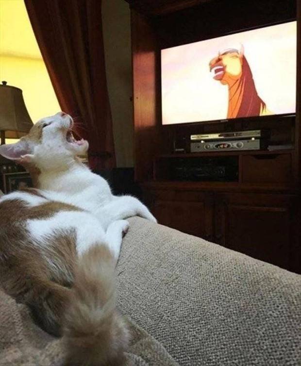 Get Ready for Funny Animals #297 (37 photos)