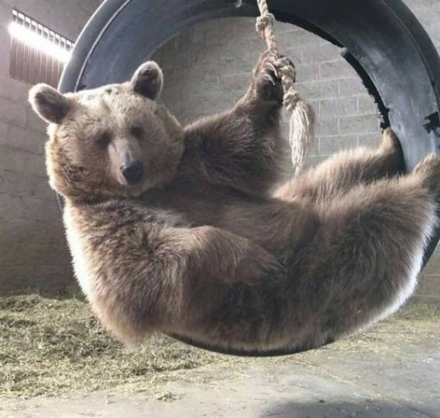 Get Ready for Funny Animals #297 (37 photos)