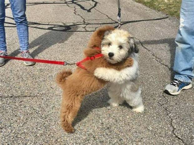 Get Ready for Funny Animals #297 (37 photos)