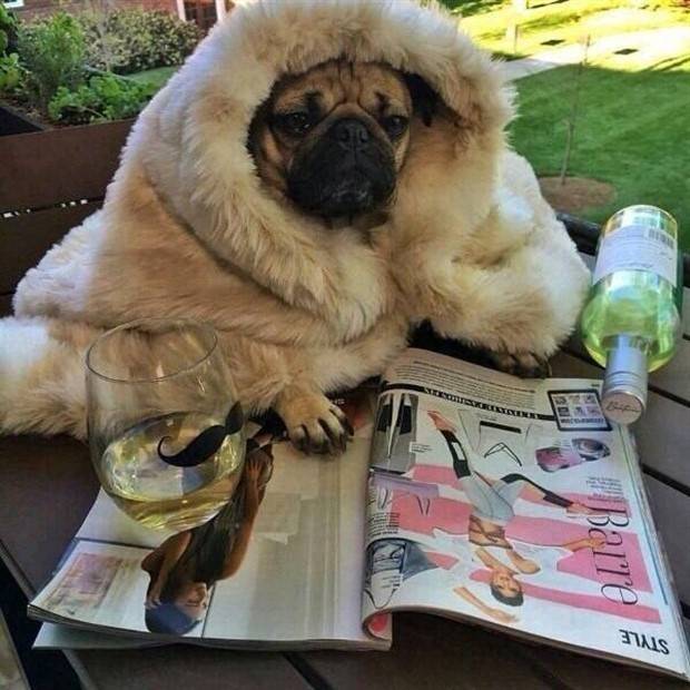 Get Ready for Funny Animals #297 (37 photos)