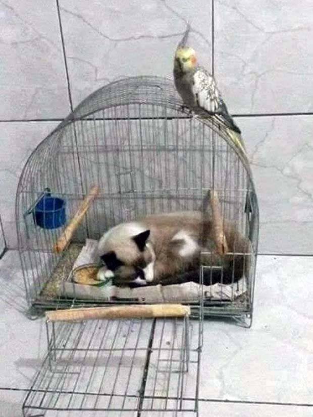 Get Ready for Funny Animals #297 (37 photos)