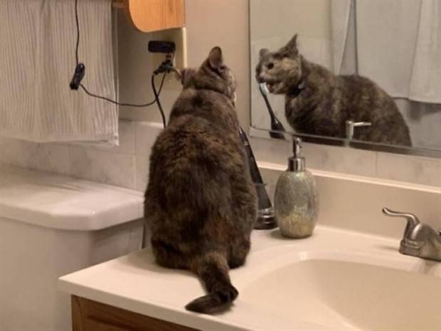 Get Ready for Funny Animals #297 (37 photos)