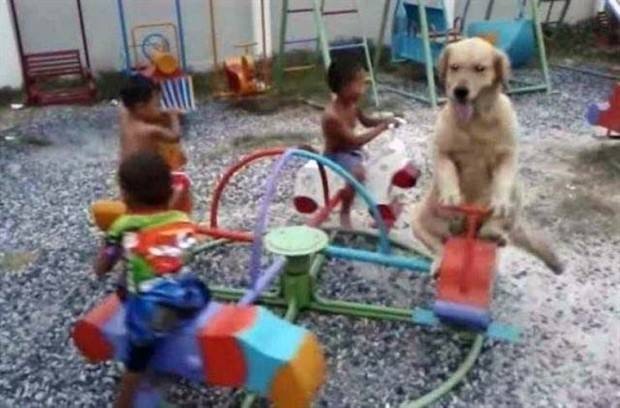 Get Ready for Funny Animals #297 (37 photos)