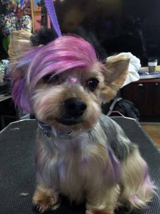 Get Ready for Funny Animals #297 (37 photos)