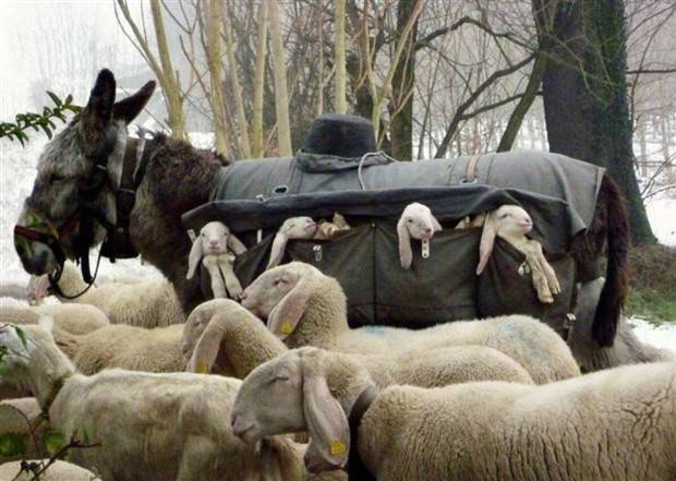 Get Ready for Funny Animals #297 (37 photos)