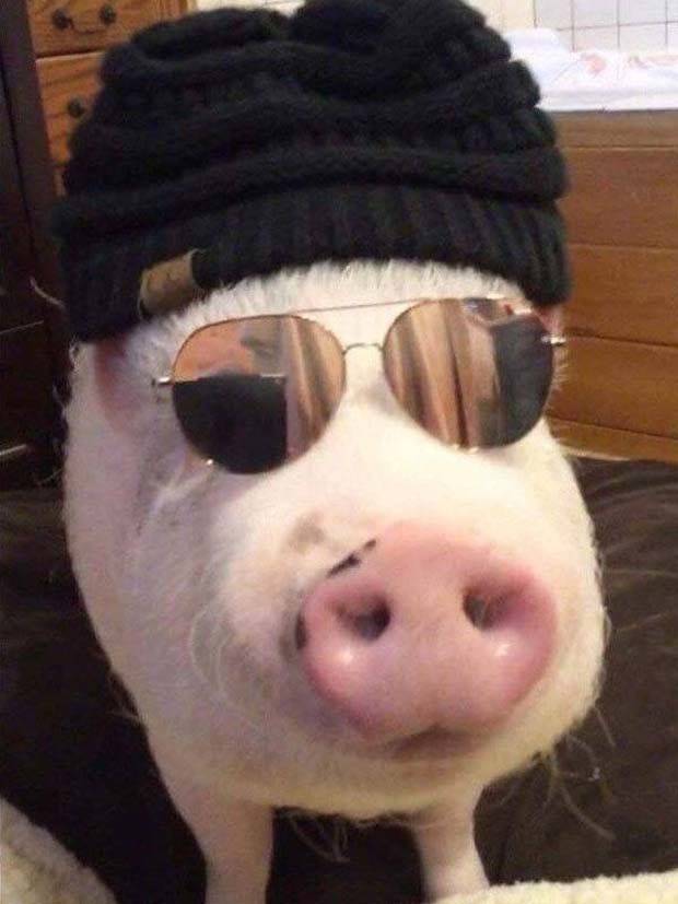 Get Ready for Funny Animals #297 (37 photos)