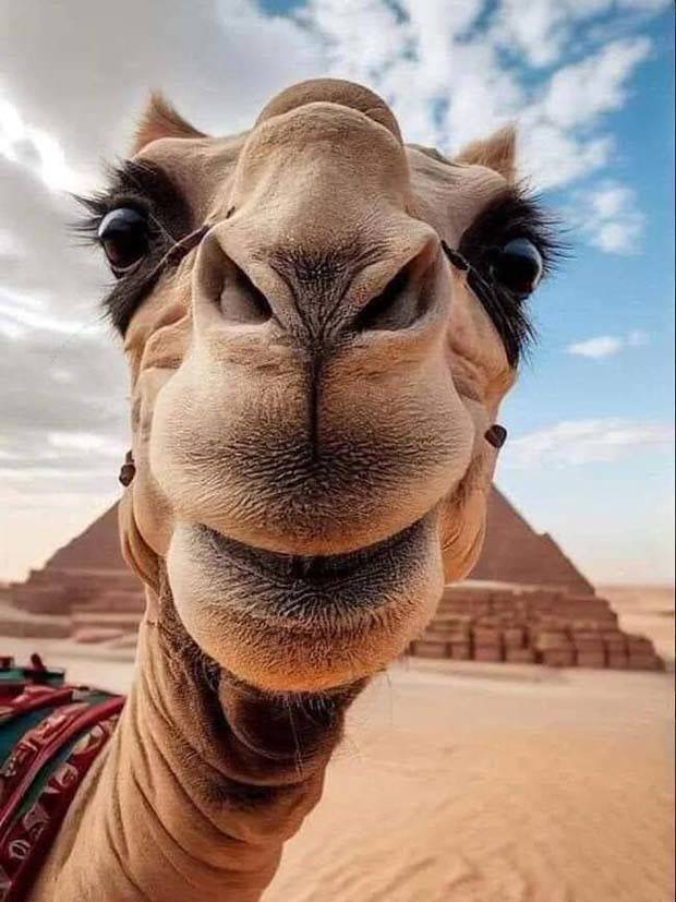 Get Ready for Funny Animals #297 (37 photos)