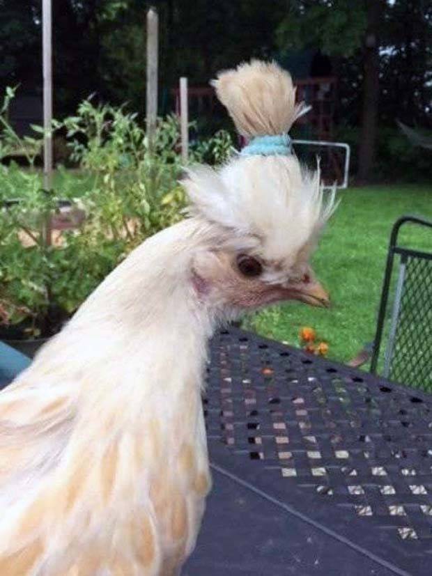 Get Ready for Funny Animals #297 (37 photos)