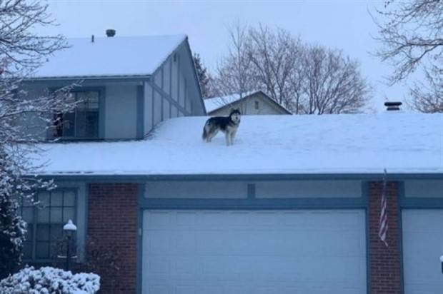 Get Ready for Funny Animals #297 (37 photos)