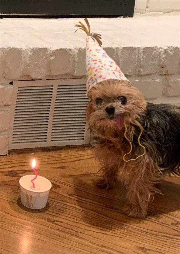 Get Ready for Funny Animals #297 (37 photos)