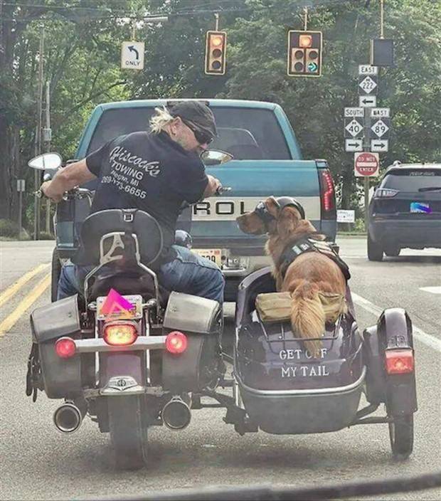 Get Ready for Funny Animals #297 (37 photos)