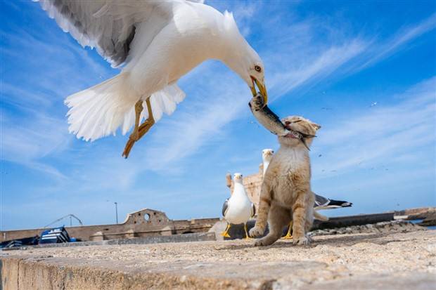 Get Ready for Funny Animals #297 (37 photos)