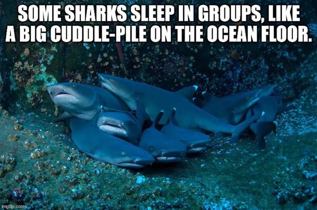 It’s Time for Some Cool and Interesting Facts #341 (32 photos)