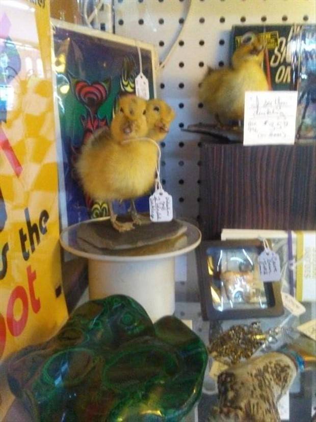 Strange Things Found in Thrift Stores #16 (33 photos)