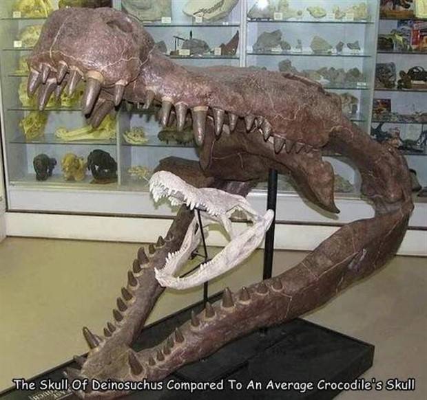 Interesting Pictures with Captions #72 (39 photos)