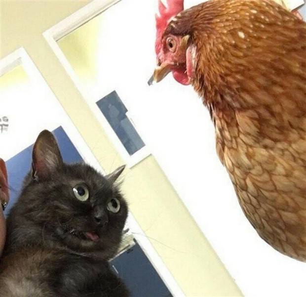 Klyker Picdump #1307 (52 photos)