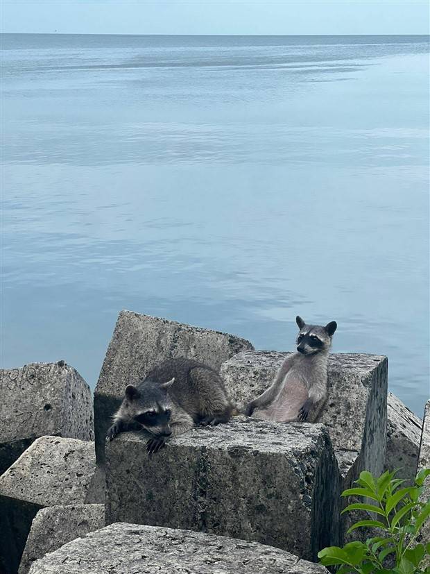 Klyker Picdump #1311 (51 photos)