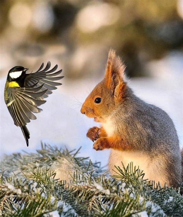 Klyker Picdump #1312 (52 photos)