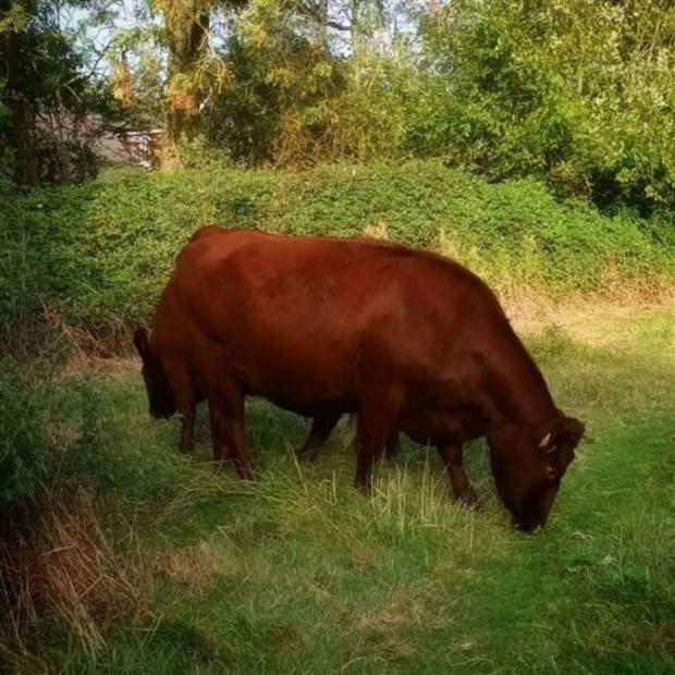 Klyker Picdump #1315 (55 photos)