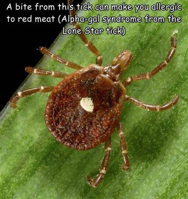 Interesting Pictures with Captions #73 (41 photos)