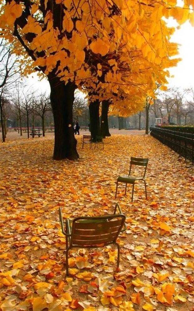 Majestic Autumn Beauty (39 photos)