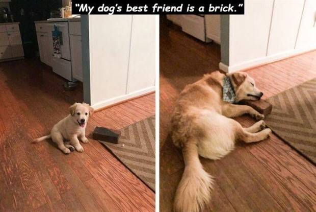 Get Ready for Funny Animals #306 (33 photos)