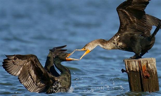 Klyker Picdump #1338 (53 photos)