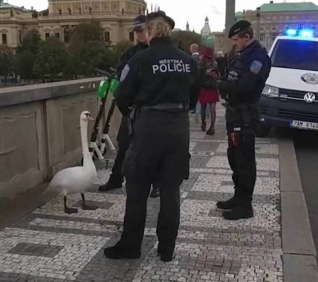 Get Ready for Funny Animals #313 (35 photos)