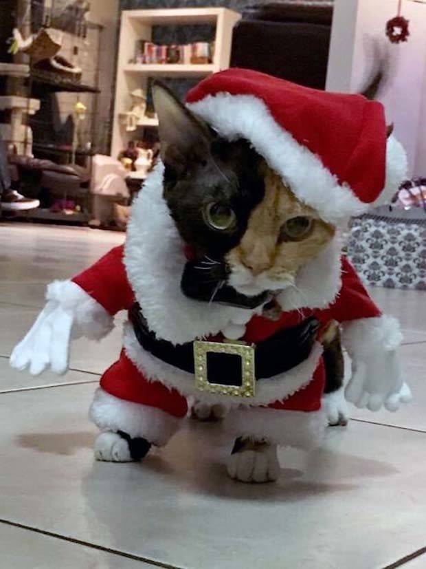 Get Ready for Funny Animals #313 (35 photos)