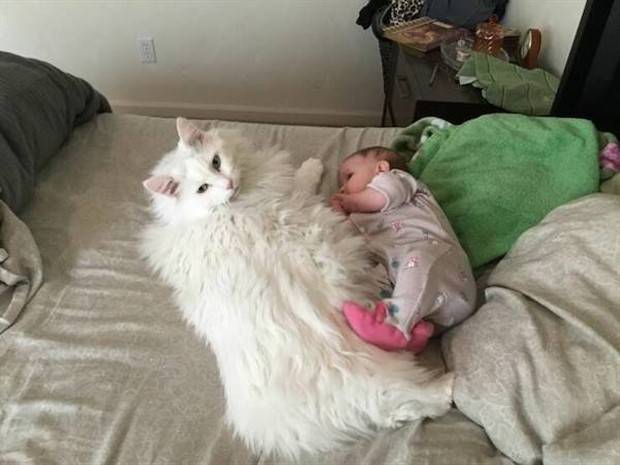 Get Ready for Funny Animals #313 (35 photos)