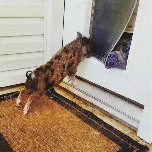 Get Ready for Funny Animals #313 (35 photos)