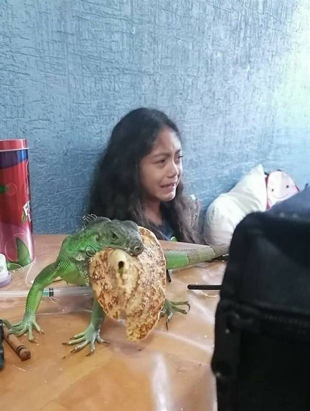 Get Ready for Funny Animals #313 (35 photos)